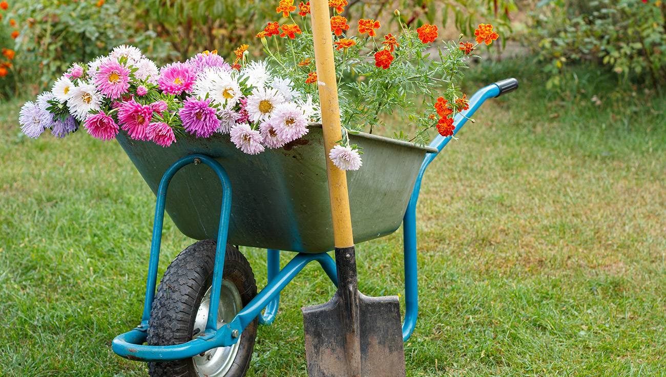 A wheelbarrow filled with pink, white and orange flowers beside a garden spade.