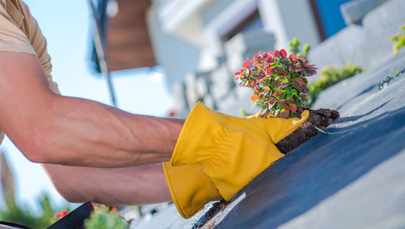 Gloved hands placing a small leafy plant into a prepared garden bed.